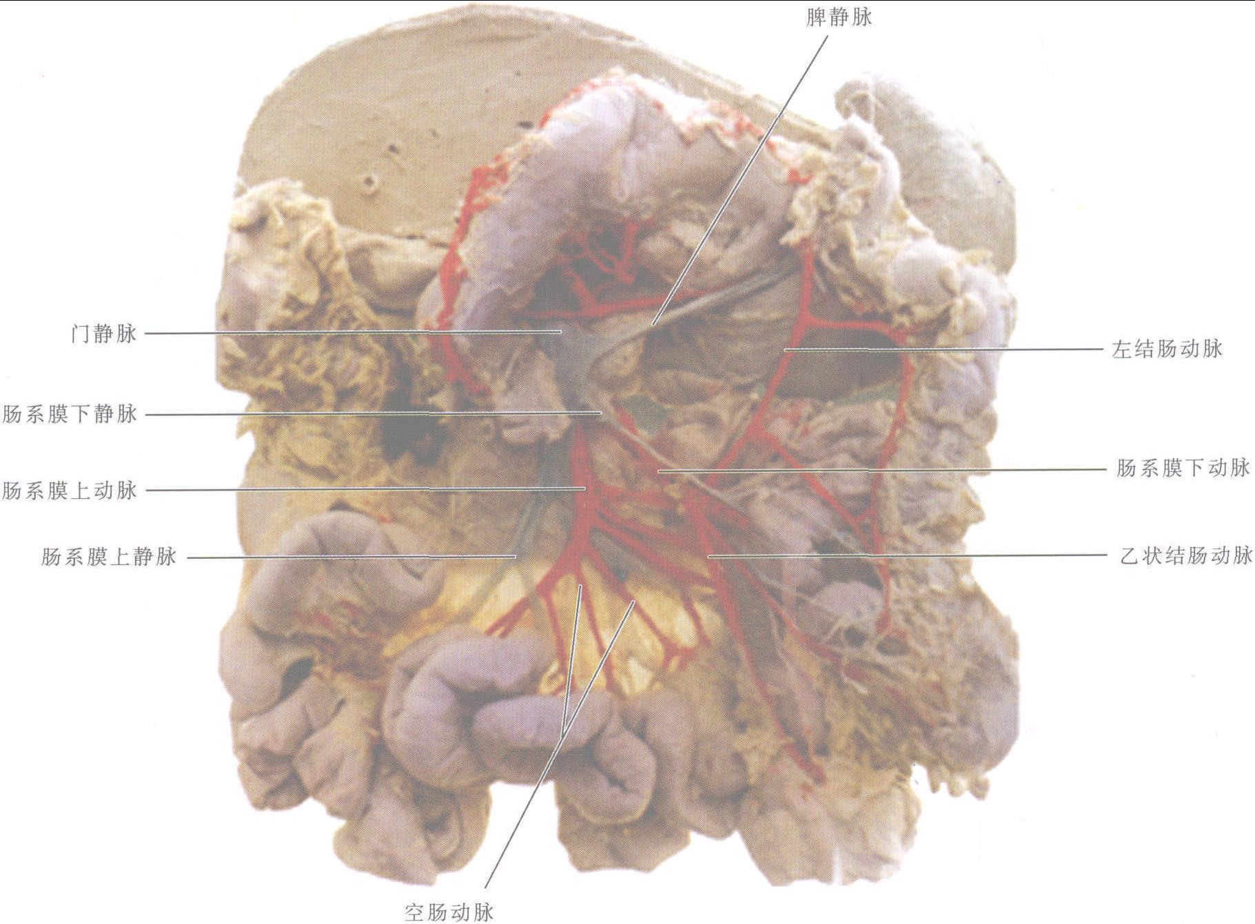 图15-8 直肠和肛管的静脉-外科学-医学
